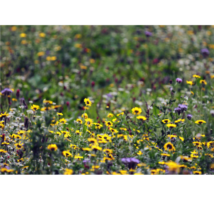 Flowers wall mural sunny meadow blooms - TenStickers
