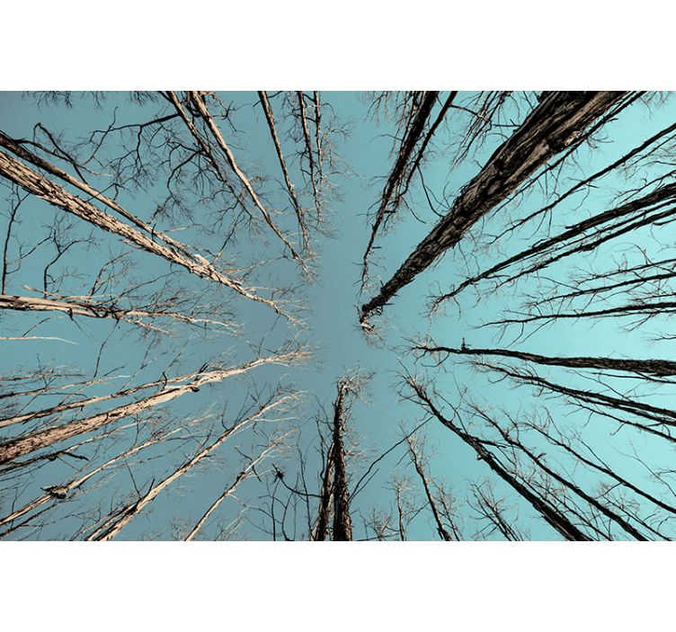 Trees wall mural trees reaching for the sky - TenStickers