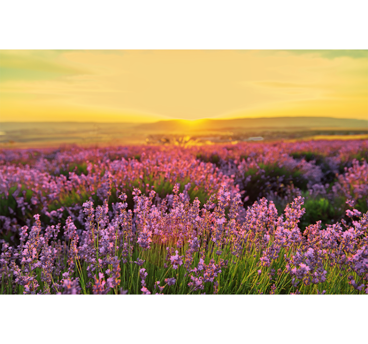 Flowers wall mural lavender meadow at dusk - TenStickers