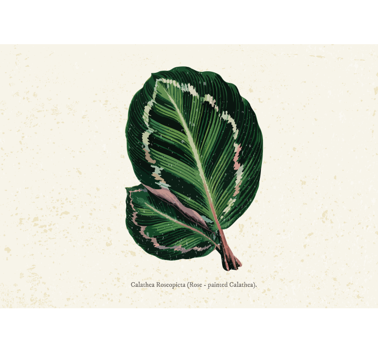 Flowers wall mural calathea leaf arrangement - TenStickers