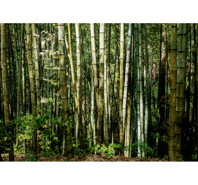 Wall mural bamboo bamboo grove scenery - TenStickers
