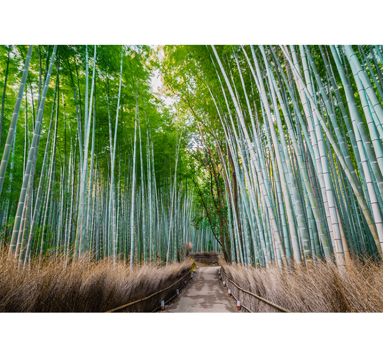 Wall mural bamboo bamboo forest path - TenStickers