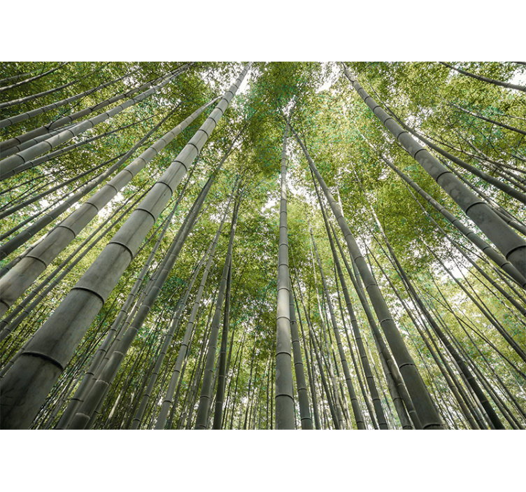 Wall mural bamboo tall bamboo forest - TenStickers