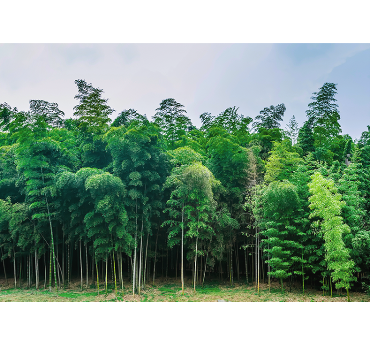 Nature wall mural bamboo forest landscape - TenStickers