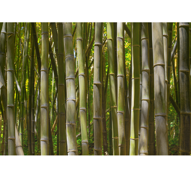 Wall mural bamboo serene bamboo grove - TenStickers