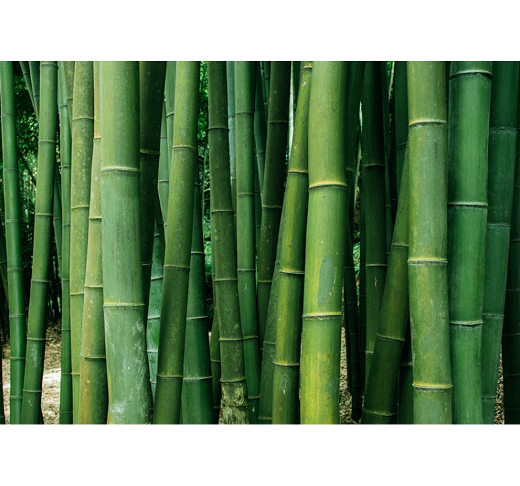 Wall mural bamboo lush forest retreat - TenStickers