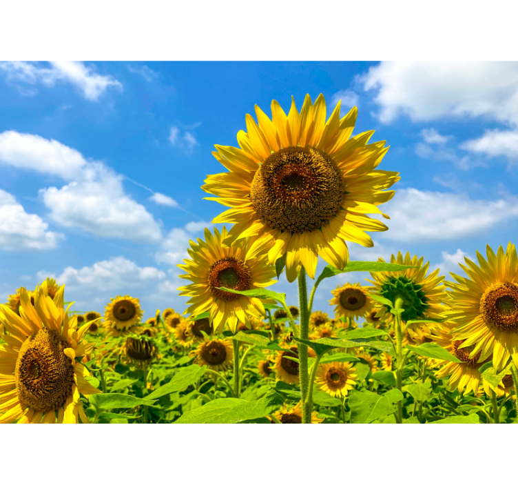 Flowers wall mural sunflower field scene - TenStickers