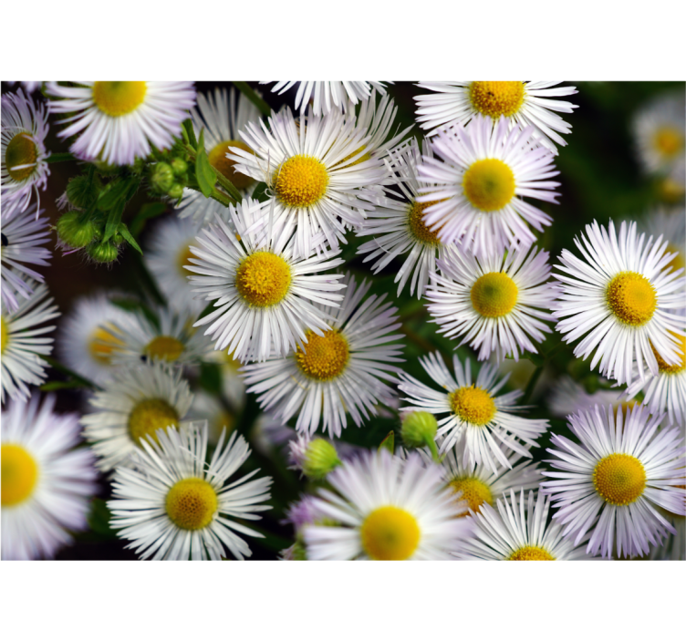 Flowers wall mural charming white daisies - TenStickers