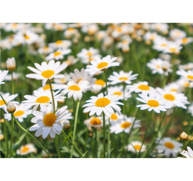 Flowers wall mural daisies blooming brightly - TenStickers