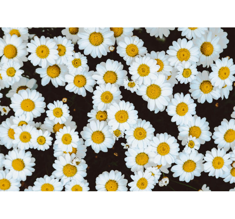 Flowers wall mural chamomile floral design - TenStickers
