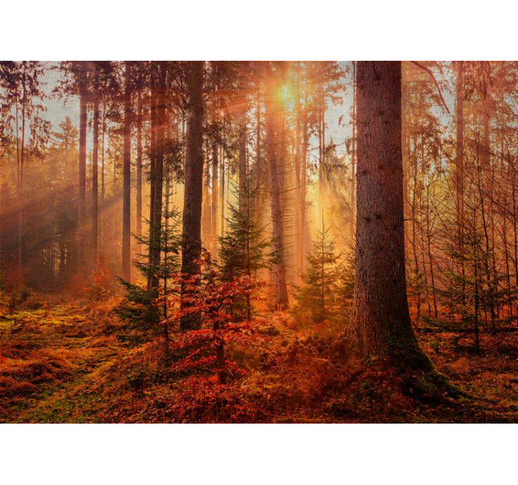 Forest wall mural radiant forest glow - TenStickers