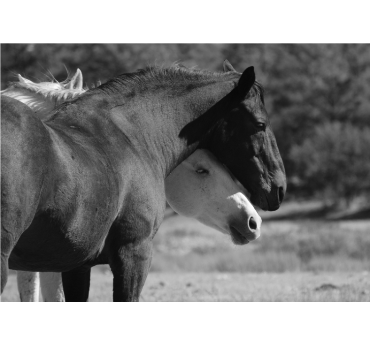 Wall mural animals horse companionship - TenStickers