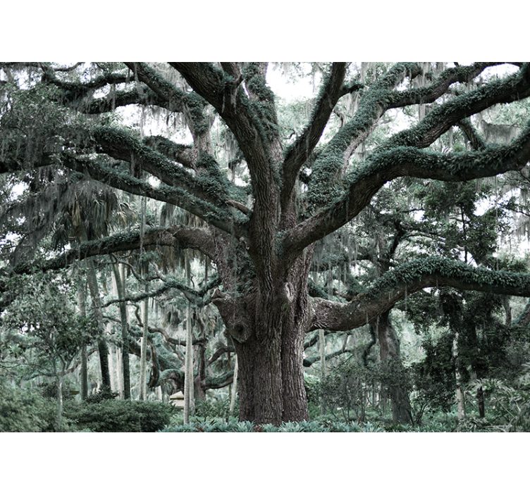 Majestic oak branches trees wall mural - TenStickers