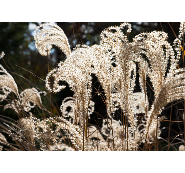Flowers wall mural elegant pampas grass design - TenStickers