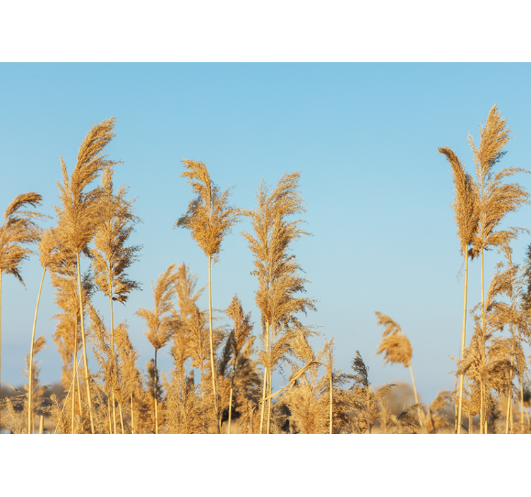 Nature wall mural golden grasslands - TenStickers