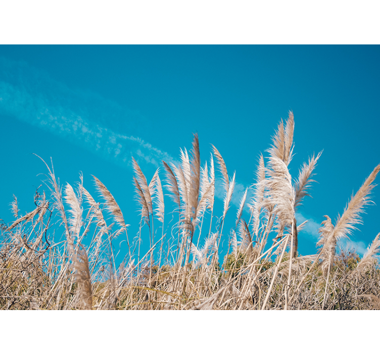 Pampas grass tranquility flowers wall mural - TenStickers