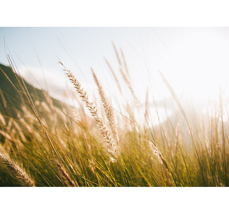 Nature wall mural soft grasses breeze - TenStickers