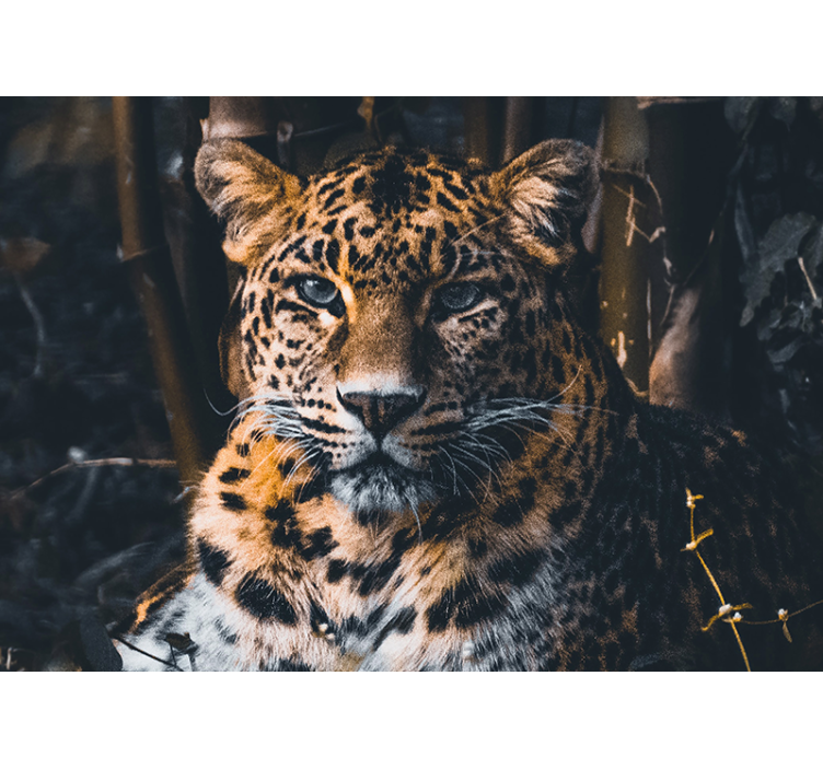 Wall mural animals majestic leopard portrait - TenStickers