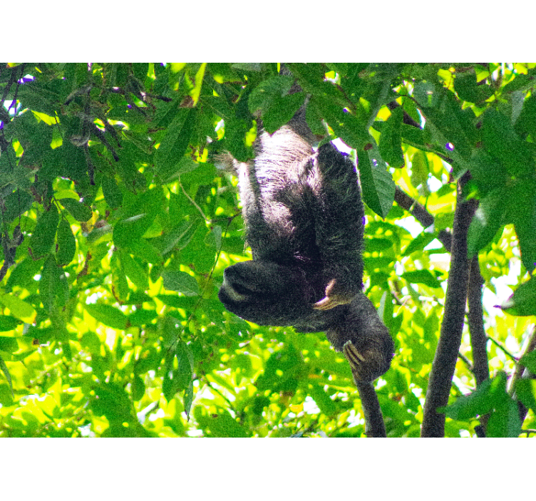 Wall mural animals sloth hanging in greenery - TenStickers