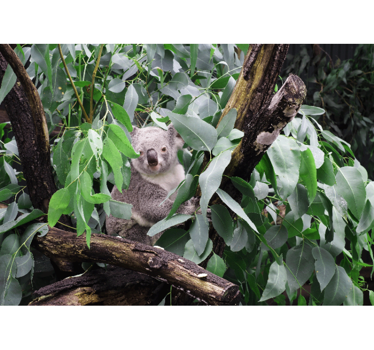 Wall mural animals koala among leaves - TenStickers