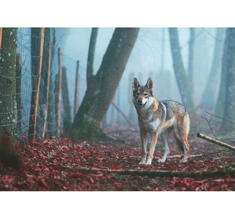 Wall mural animals wolf in misty forest - TenStickers