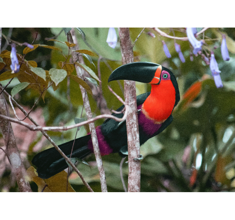 Wall mural animals colorful toucan display - TenStickers