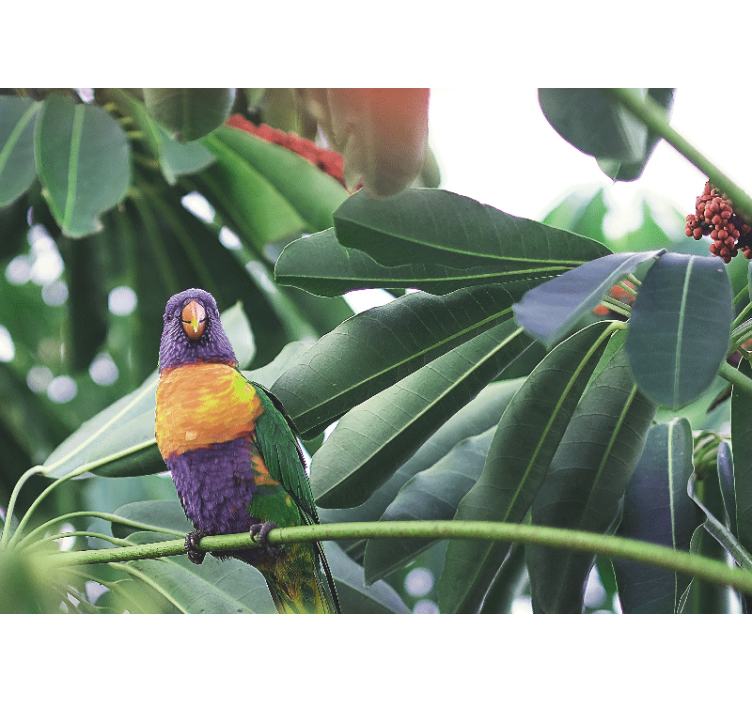 Wall mural animals colorful parrot perched - TenStickers