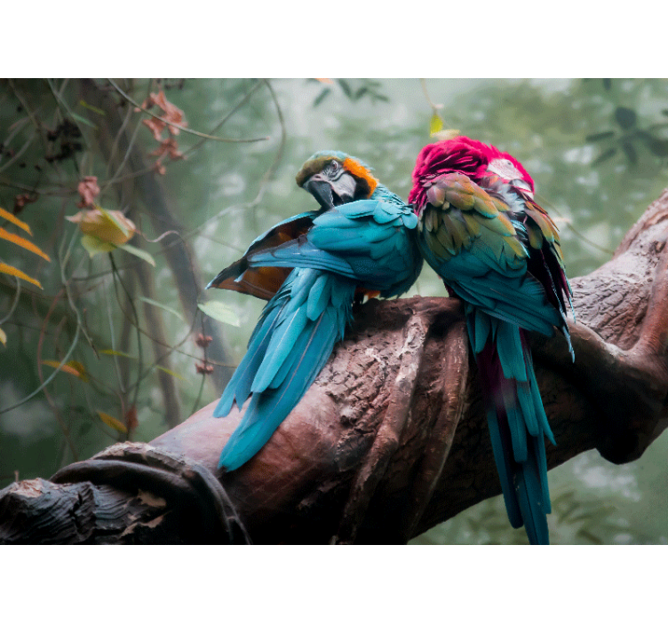 Wall mural animals colorful parrots embrace - TenStickers