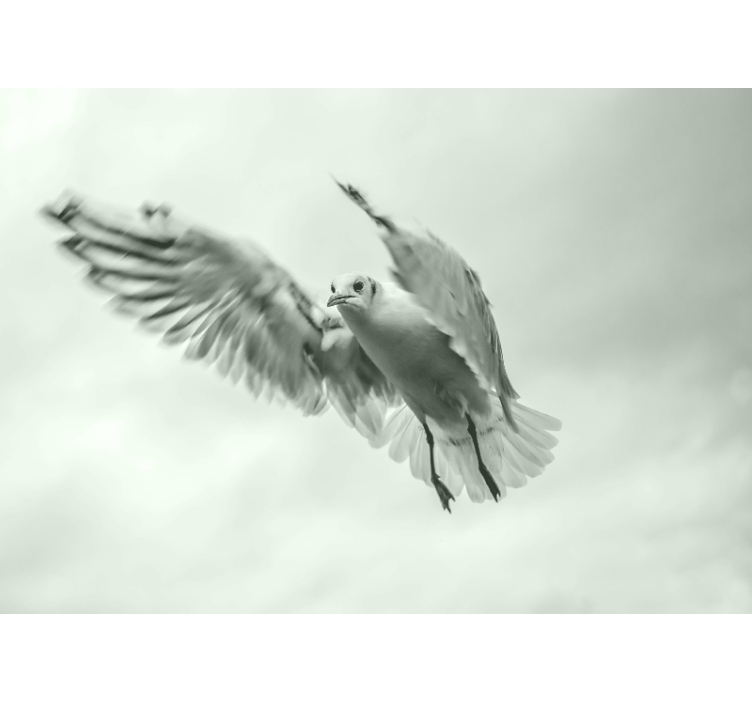 Wall mural animals flying white bird - TenStickers
