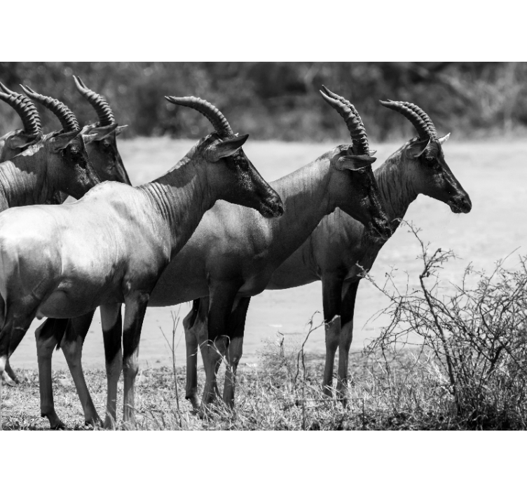 Wall mural animals african antelope herd - TenStickers
