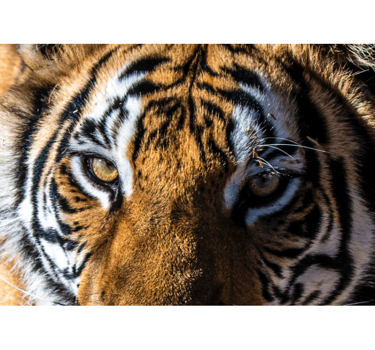 Wall mural animals magnificent tiger close-up - TenStickers