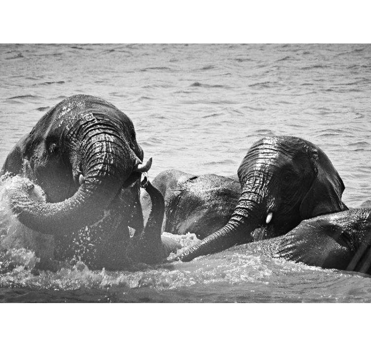 Wall mural animals elephants in water - TenStickers