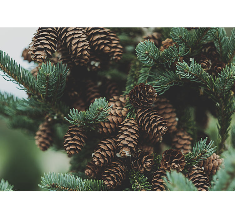 Trees wall mural pine cone cluster - TenStickers