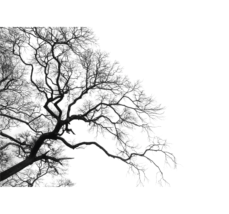Trees wall mural leafless branches silhouette - TenStickers