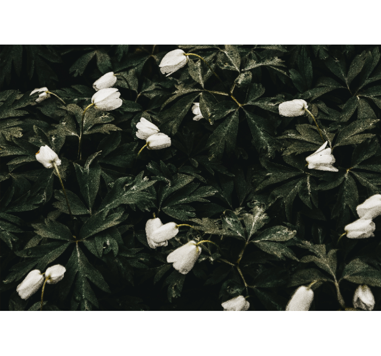 Gentle white flowers flowers wall mural - TenStickers