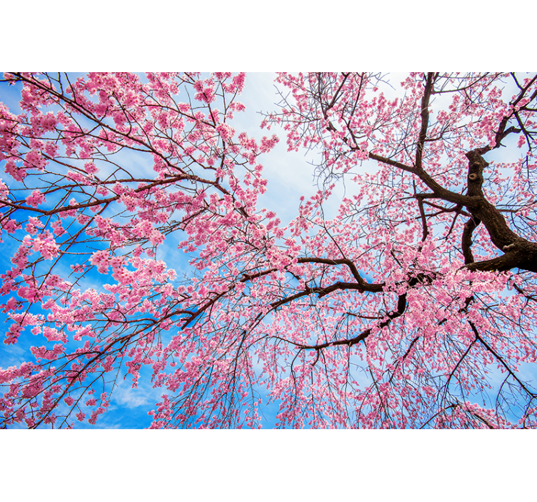 Flowers wall mural blooming cherry blossoms - TenStickers