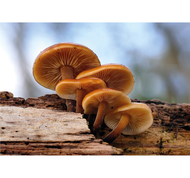 Flowers wall mural mushroom cluster design - TenStickers