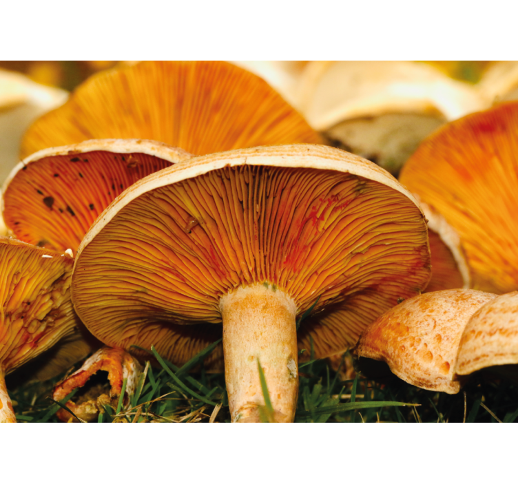 Flowers wall mural mushroom forest scene - TenStickers