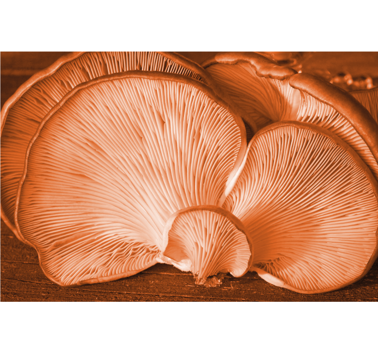 Flowers wall mural mushroom texture design - TenStickers