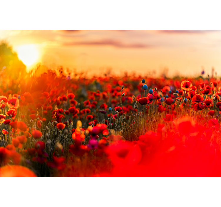 Spring field in sunset poppy wall mural - TenStickers
