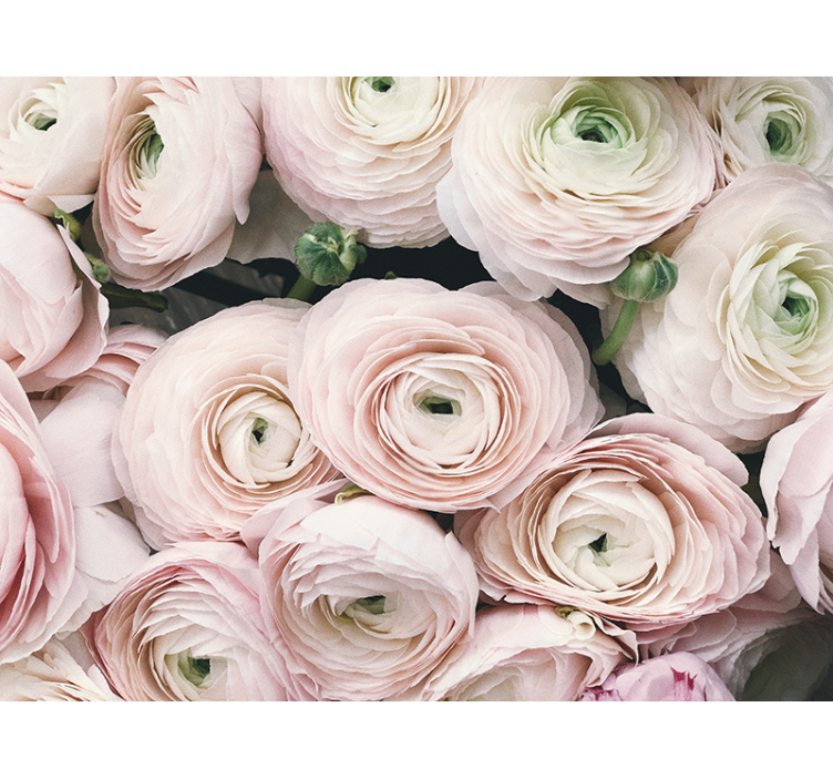 Flowers wall mural delicate ranunculus blooms - TenStickers