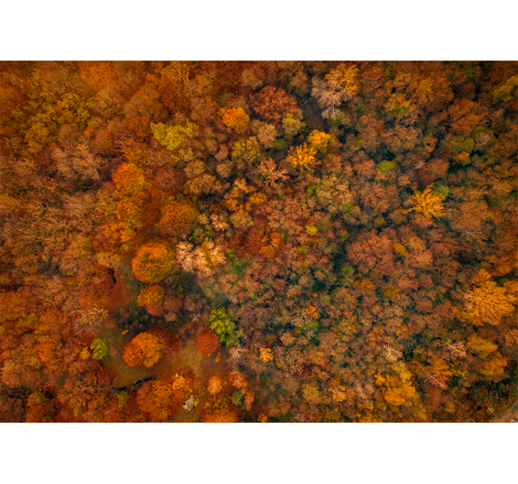 Nature wall mural autumn canopy view - TenStickers