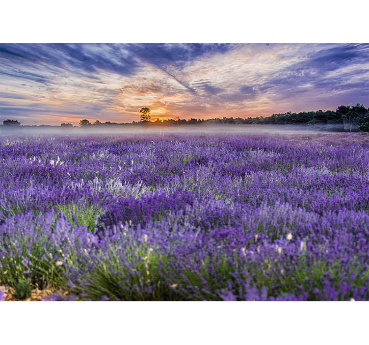 Flowers wall mural lavender field at dusk - TenStickers