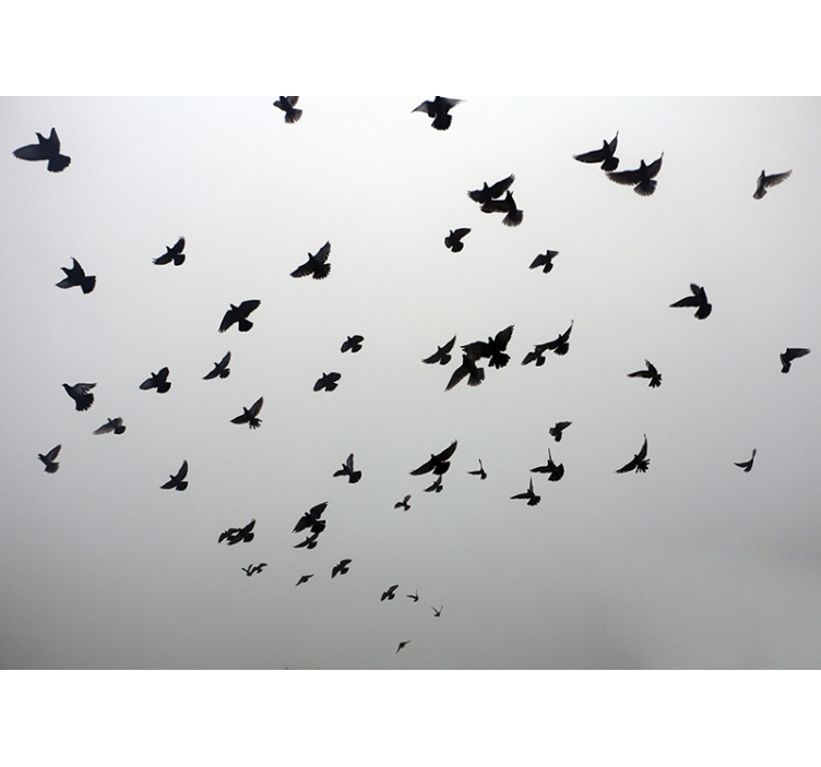 Wall mural animals flying black birds - TenStickers