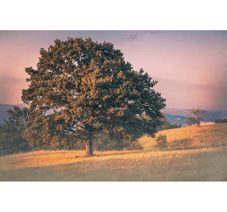 Nature wall mural grand oak tree - TenStickers
