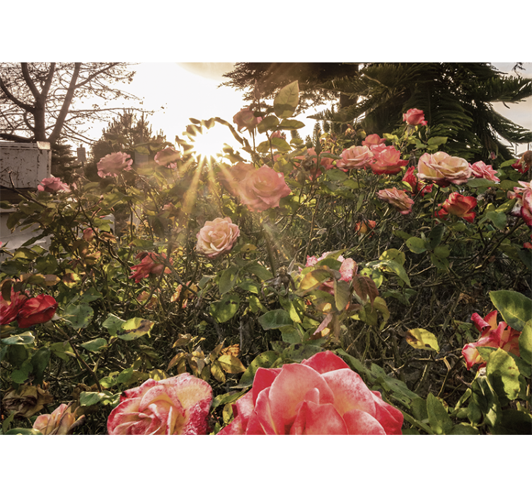 Flowers wall mural sunlit rose garden - TenStickers