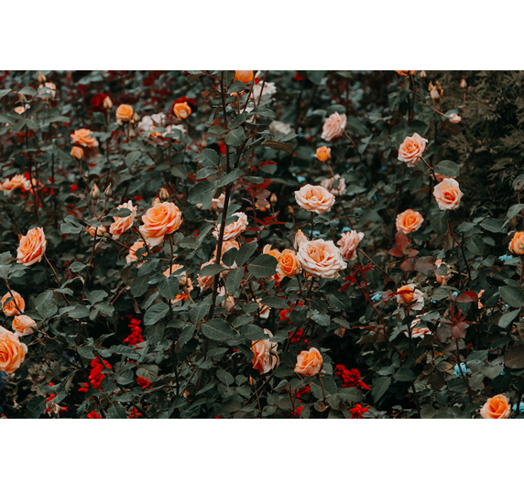 Other flowers wall mural roses in bloom - TenStickers