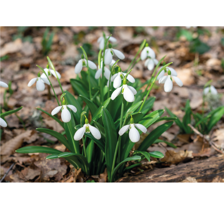 Flowers wall mural snowdrop flower arrangement - TenStickers