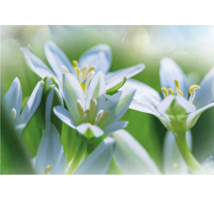 Flowers wall mural gentle white blossoms - TenStickers