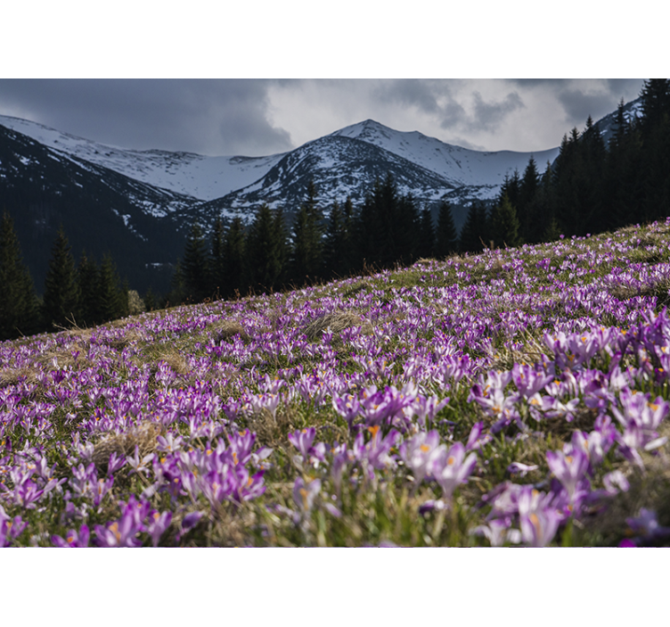Flowers wall mural crocus blossom field - TenStickers